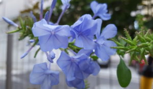 夏の花 ガーデニング ブルーでまとめて爽やかに 夏も元気な青い庭の花たち 花づくし 色々なお花を楽しみつくします