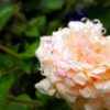つるバラ　四季咲き　雨に濡れるピエールドロンサール