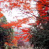 横浜の名所　桜だけじゃない、紅葉も楽しめる三ッ池公園　