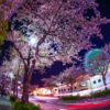 お花見を横浜の公園でするなら　4.みなとみらい日本丸～汽車道