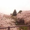 お花見を横浜の公園でするなら　3.山下公園～港の見える丘公園