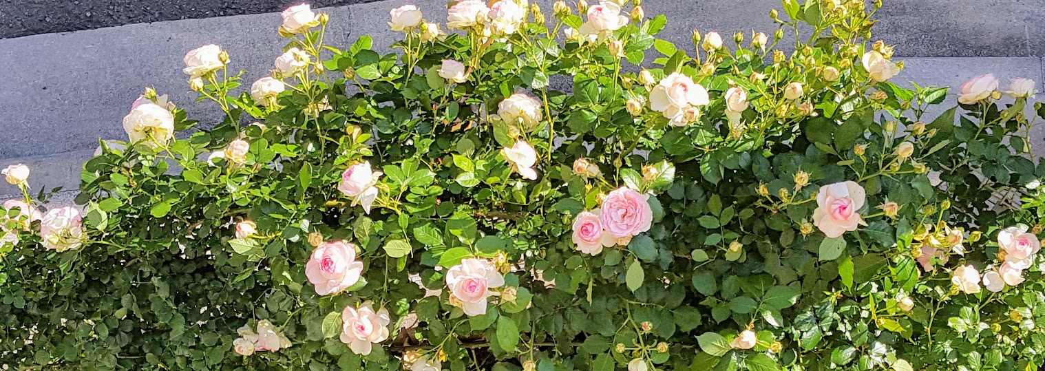 つるバラ ６月7月の手入れ シュートの処理と追肥で元気な株に 花づくし 色々なお花を楽しみつくします